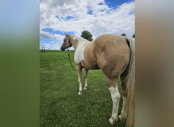American Paint Horse, Klacz, 7 lat, Srokata