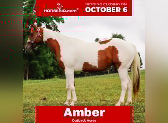 American Paint Horse, Klacz, 7 lat, Srokata