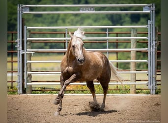 American Paint Horse, Klacz, 8 lat, 142 cm, Izabelowata
