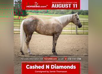 American Paint Horse, Klacz, 8 lat, 142 cm, Izabelowata