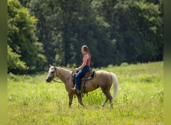 American Paint Horse, Klacz, 8 lat, 142 cm, Izabelowata