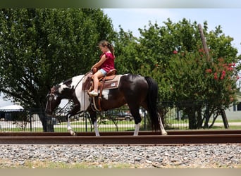 American Paint Horse, Klacz, 8 lat, 142 cm, Srokata