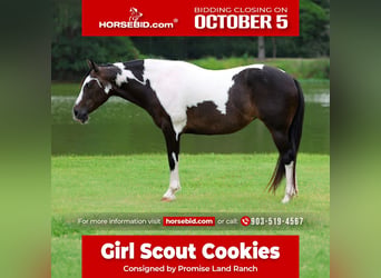 American Paint Horse, Klacz, 8 lat, 142 cm, Srokata