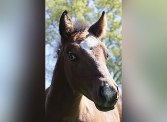 American Paint Horse, Klacz, 8 lat, 148 cm, Tobiano wszelkich maści