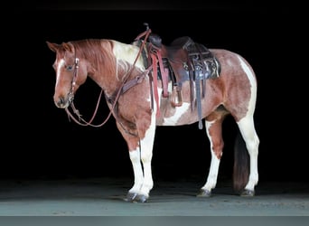 American Paint Horse, Klacz, 8 lat, 150 cm, Srokata