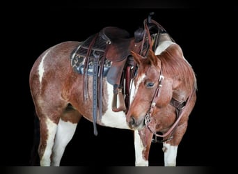 American Paint Horse, Klacz, 8 lat, 150 cm, Srokata