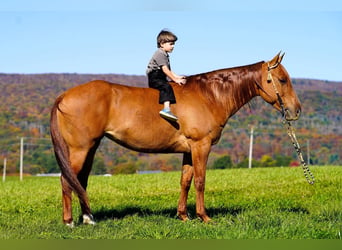 American Paint Horse, Klacz, 8 lat, 152 cm, Bułana
