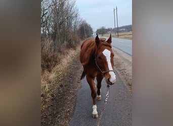 American Paint Horse, Klacz, 8 lat, 157 cm, Kasztanowata