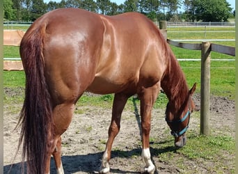 American Paint Horse, Klacz, 8 lat, 157 cm, Kasztanowata