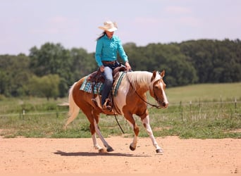 American Paint Horse, Klacz, 8 lat, Izabelowata