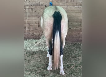 American Paint Horse, Klacz, 8 lat, Overo wszelkich maści