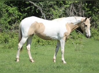 American Paint Horse, Klacz, 9 lat, 150 cm, Izabelowata