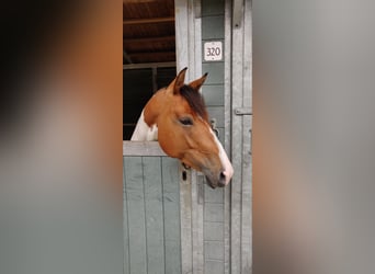 American Paint Horse, Klacz, 9 lat, 158 cm, Srokata