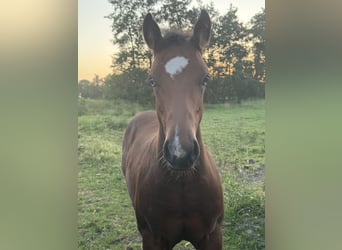 American Paint Horse, Klacz, Źrebak (03/2026), 148 cm, Gniada