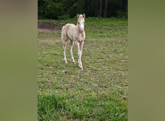 American Paint Horse, Klacz, Źrebak (04/2026), 148 cm, Izabelowata