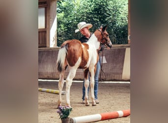 American Paint Horse, Klacz, Źrebak (05/2026), 148 cm, Tobiano wszelkich maści
