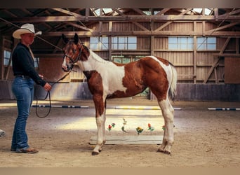 American Paint Horse, Klacz, Źrebak (05/2026), 148 cm, Tobiano wszelkich maści