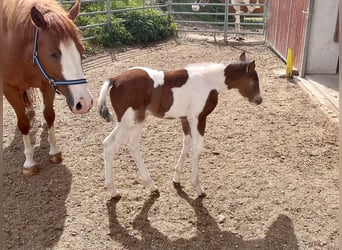 American Paint Horse, Klacz, Źrebak (05/2026), 148 cm, Tobiano wszelkich maści