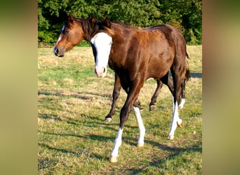 American Paint Horse, Klacz, Źrebak (03/2026), 150 cm, Overo wszelkich maści