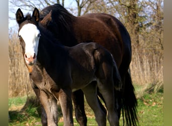 American Paint Horse, Klacz, Źrebak (03/2026), 150 cm, Overo wszelkich maści