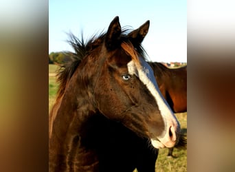American Paint Horse, Klacz, Źrebak (03/2026), 150 cm, Overo wszelkich maści