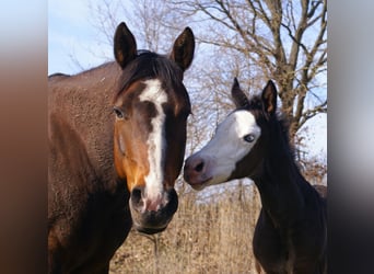 American Paint Horse, Klacz, Źrebak (03/2026), 150 cm, Overo wszelkich maści