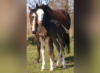 American Paint Horse, Klacz, Źrebak (03/2026), 150 cm, Overo wszelkich maści