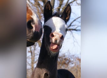 American Paint Horse, Klacz, Źrebak (03/2026), 150 cm, Overo wszelkich maści