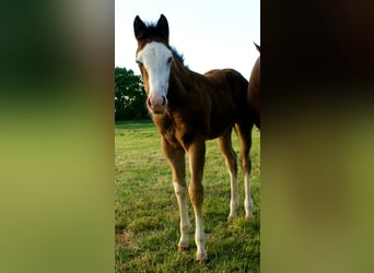 American Paint Horse, Klacz, Źrebak (03/2026), 150 cm, Overo wszelkich maści