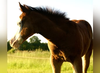 American Paint Horse, Klacz, Źrebak (03/2026), 150 cm, Overo wszelkich maści