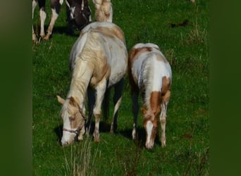 American Paint Horse, Klacz, Źrebak (05/2025), 150 cm, Szampańska