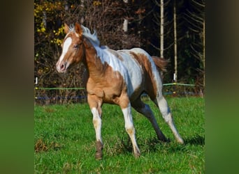 American Paint Horse, Klacz, Źrebak (05/2025), 150 cm, Szampańska