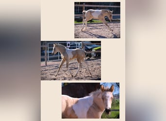 American Paint Horse, Klacz, Źrebak (02/2026), 152 cm, Tobiano wszelkich maści