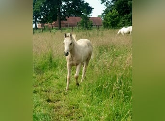 American Paint Horse, Klacz, Źrebak (04/2026), 153 cm, Jelenia