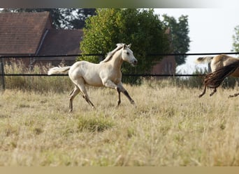 American Paint Horse, Klacz, Źrebak (04/2026), 153 cm, Jelenia
