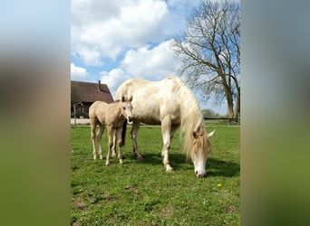 American Paint Horse, Klacz, Źrebak (04/2026), 153 cm, Jelenia
