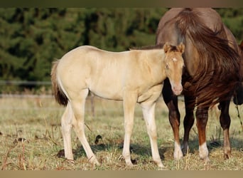 American Paint Horse, Klacz, Źrebak (05/2025), 153 cm, Szampańska