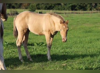 American Paint Horse, Klacz, Źrebak (05/2025), 153 cm, Szampańska