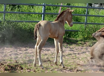 American Paint Horse, Klacz, Źrebak (05/2025), 153 cm, Szampańska