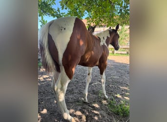 American Paint Horse, Klacz, Źrebak (05/2026), 153 cm, Tobiano wszelkich maści