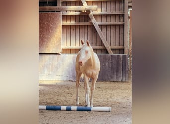 American Paint Horse, Klacz, Źrebak (04/2026), 154 cm, Overo wszelkich maści