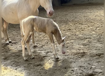 American Paint Horse, Klacz, Źrebak (04/2026), 154 cm, Overo wszelkich maści