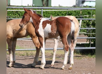American Paint Horse, Klacz, Źrebak (04/2026), 154 cm, Srokata