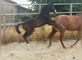 American Paint Horse, Klacz, Źrebak (04/2026), 155 cm, Ciemnogniada
