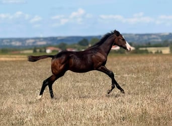 American Paint Horse, Klacz, Źrebak (04/2026), 155 cm, Ciemnogniada
