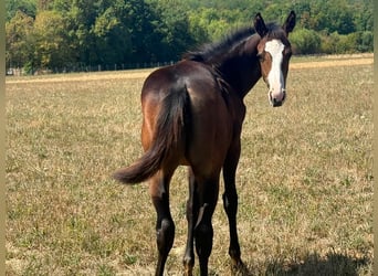 American Paint Horse, Klacz, Źrebak (04/2026), 155 cm, Ciemnogniada