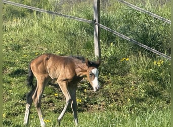American Paint Horse, Klacz, Źrebak (04/2026), 155 cm, Ciemnogniada