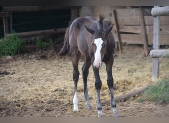 American Paint Horse, Klacz, Źrebak (04/2026), 155 cm, Ciemnogniada