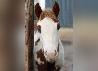 American Paint Horse, Klacz, Źrebak (05/2025), 155 cm, Overo wszelkich maści