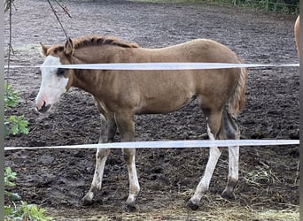 American Paint Horse Mix, Klacz, Źrebak (06/2026), 155 cm, Tobiano wszelkich maści